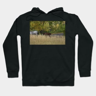 Wild Horse Foal Hoodie